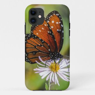 Queen butterfly on flower