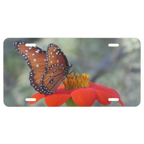 Queen Butterfly on Mexican Sunflower License Plate