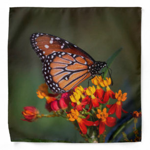 Queen Butterfly  on tropical milkweed Bandana