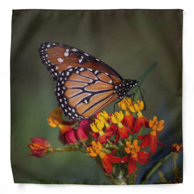 Queen Butterfly  on tropical milkweed Bandana (Front)