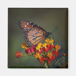 Queen butterfly on tropical milkweed magnet