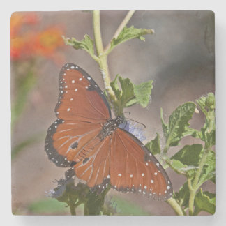 Queen Butterfly Stone Coaster