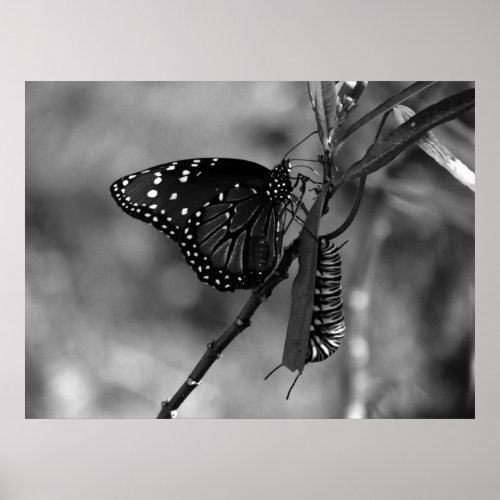 Queen Butterfly w Monarch Caterpillar in B  W Poster