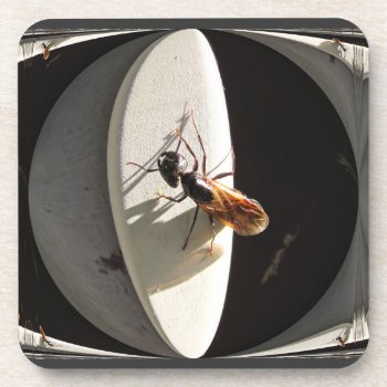 Queen Carpenter Ant ~ Cork Coaster by Andy2302 at Zazzle