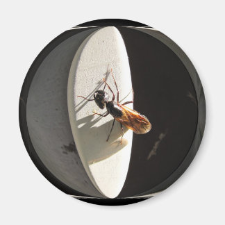 Queen Carpenter Ant ~ magnet
