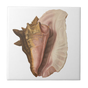 Queen Conch Seashell Shell, Vintage Marine Life Ceramic Tile