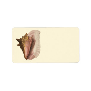 Queen Conch Seashell Shell, Vintage Marine Life Label