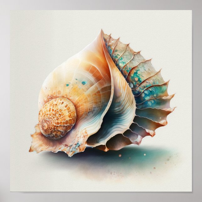 Queen conch shell in watercolor  poster (Front)