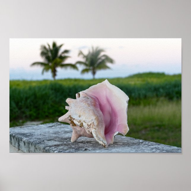 Queen Conch Shell on a Wall, The Bahamas Poster (Front)