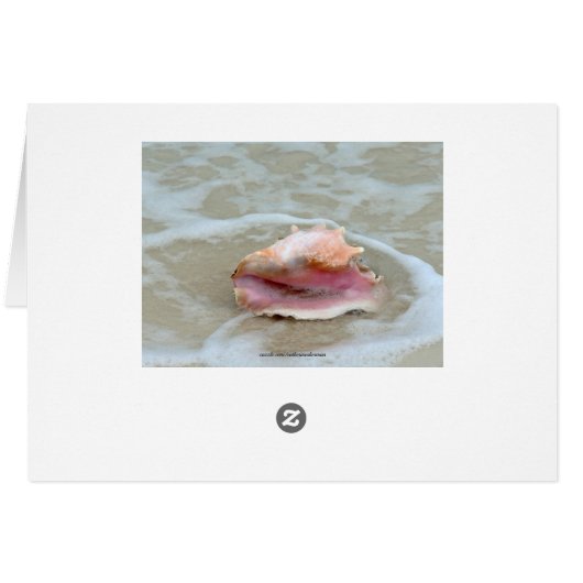 Queen Conch Shell on Bahamas Beach (Back Horizontal)