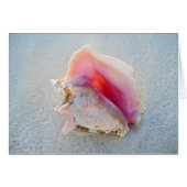Queen Conch Shell on Bahamas Beach (Front Horizontal)