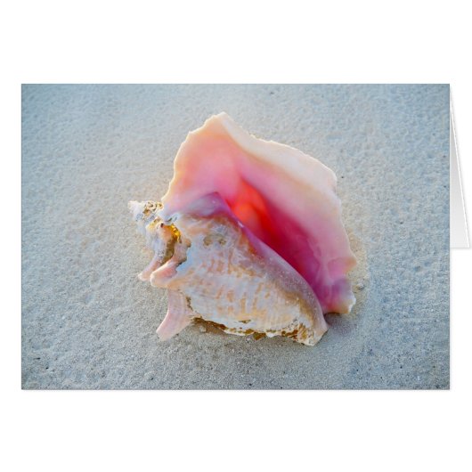 Queen Conch Shell on Bahamas Beach (Front Horizontal)