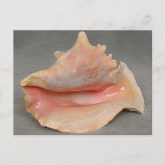 Queen Conch Shell Postcard