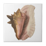 Queen Conch Shell Seashell, Vintage Marine Life Ceramic Tile