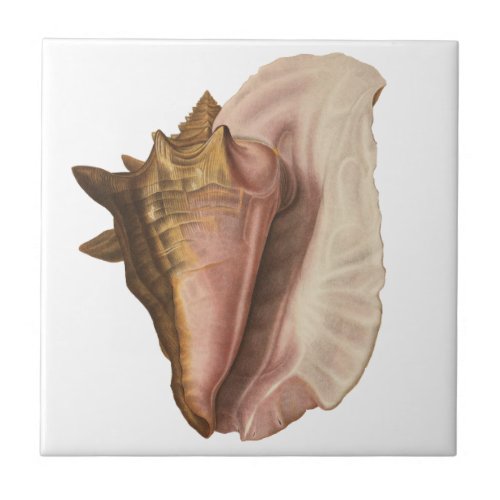 Queen Conch Shell Seashell Vintage Marine Life Ceramic Tile