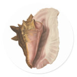 Queen Conch Shell Seashell, Vintage Marine Life Classic Round Sticker