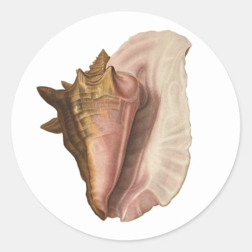 Queen Conch Shell Seashell Vintage Marine Life Classic Round Sticker
