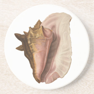 Queen Conch Shell Seashell, Vintage Marine Life Drink Coaster