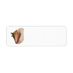 Queen Conch Shell Seashell, Vintage Marine Life Label