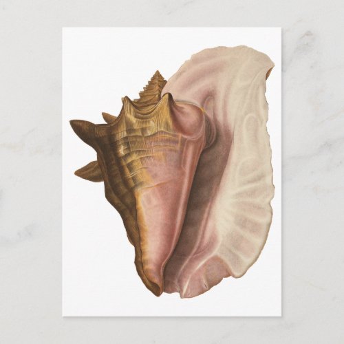 Queen Conch Shell Seashell Vintage Marine Life Postcard