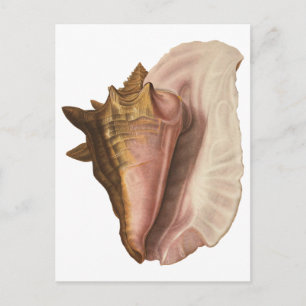 Queen Conch Shell Seashell, Vintage Marine Life Postcard