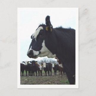Queen Cow Postcard