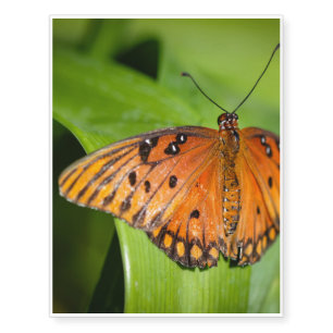 Queen Danaus Gilippus Temporary Tattoos