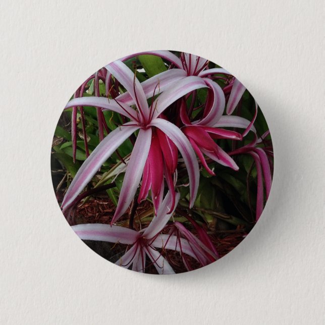 Queen Emma's Purple Crinum Lily Button (Front)