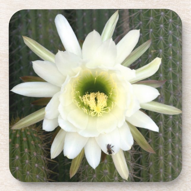 Queen Of The Night Cactus Flower, Karoo Region Beverage Coaster (Front)