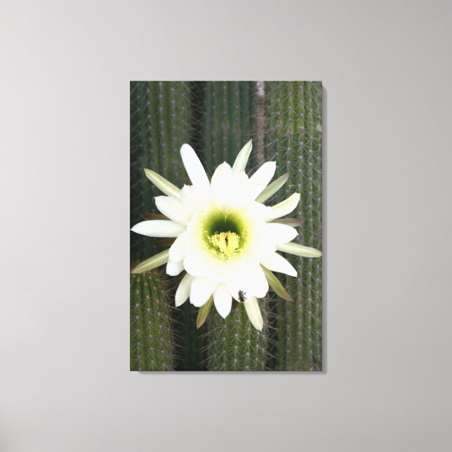Queen Of The Night Cactus Flower, Karoo Region Canvas Print (Front)