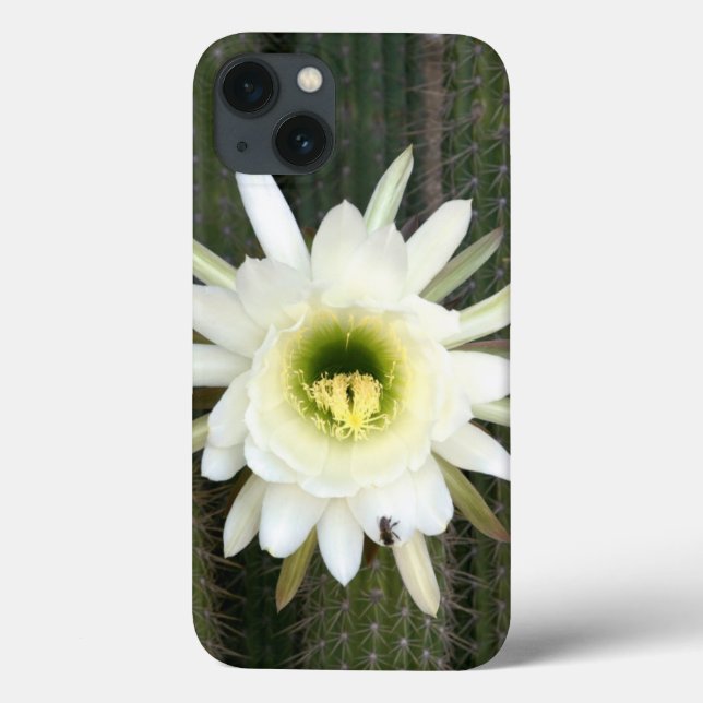 Queen Of The Night Cactus Flower, Karoo Region Case-Mate iPhone Case (Back)