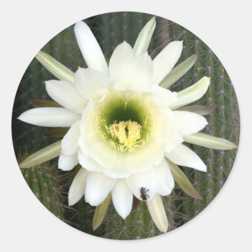 Queen Of The Night Cactus Flower Karoo Region Classic Round Sticker