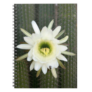 Queen Of The Night Cactus Flower, Karoo Region Notebook