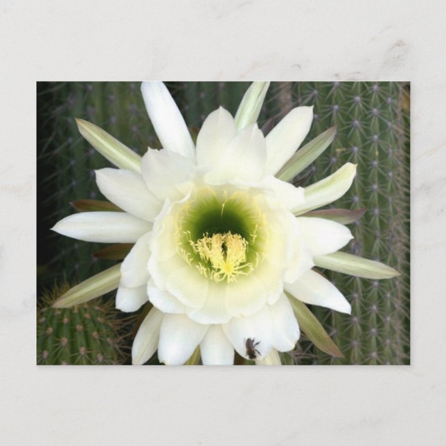Queen Of The Night Cactus Flower, Karoo Region Postcard (Front)