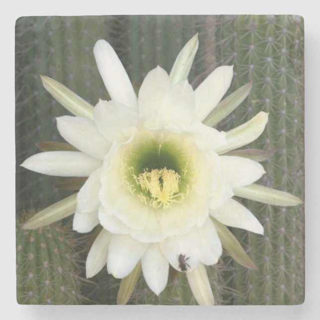 Queen Of The Night Cactus Flower, Karoo Region Stone Coaster (Front)