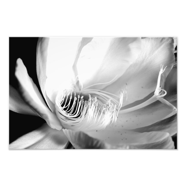 Queen of the Night close-up in Black and White Photo Print (Front)