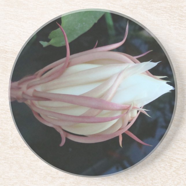 Queen of the Night epiphyllum Drink Coaster (Front)