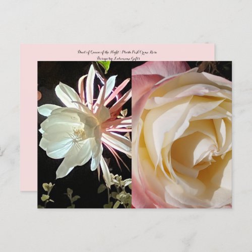 Queen of the Night  Plush Pink Creme Rose Duet  Postcard