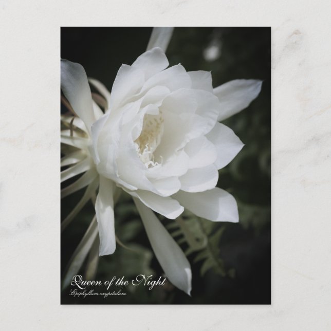 Queen of the Night Postcard (Front)