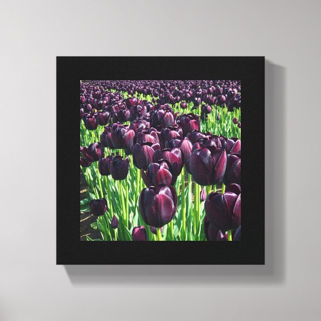 Queen of the Night Tulips Canvas Print (Front)