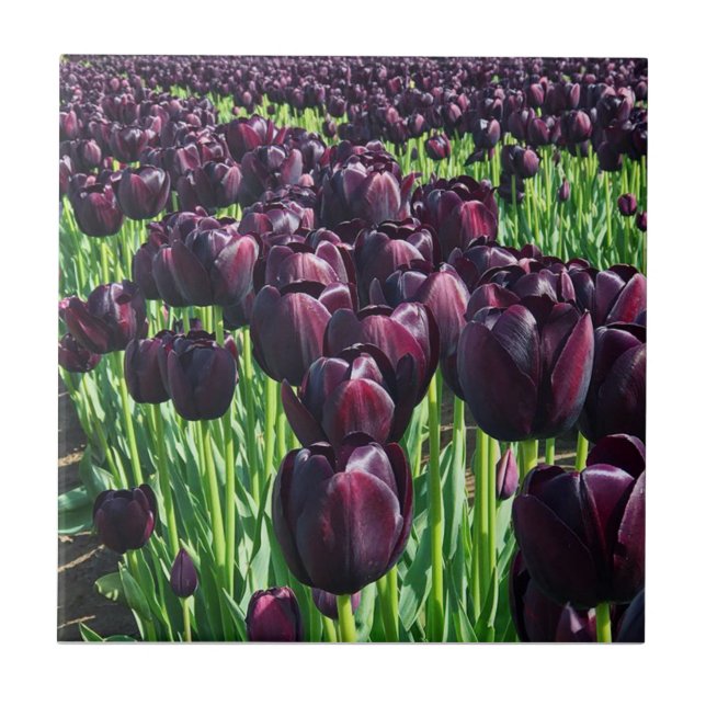 Queen of the Night Tulips Ceramic Tile (Front)