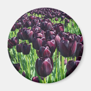 Queen of the Night Tulips Magnet
