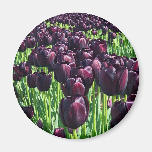 Queen of the Night Tulips Magnet (Front)