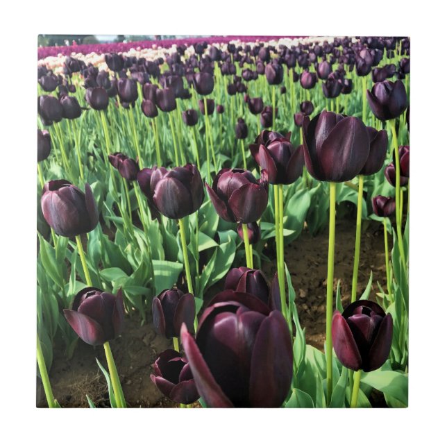 Queen of the Night Tulips, Oregon Ceramic Tile (Front)