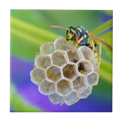 Queen Paper Wasp Tending to Her Nest Tile