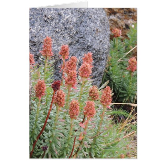 Queens crown (Front)