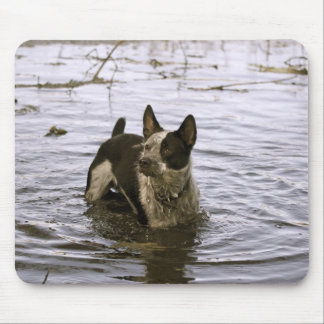 Queensland Heeler Dog Mouse Pad