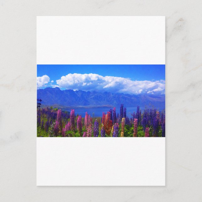 Queenstown New Zealand lupine over Lake Wakatipu Postcard (Front)