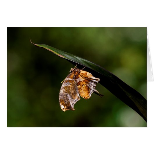 Question mark butterfly cards (Front Horizontal)