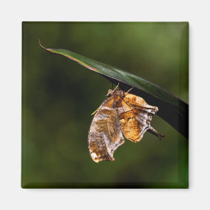 Question mark butterfly magnet